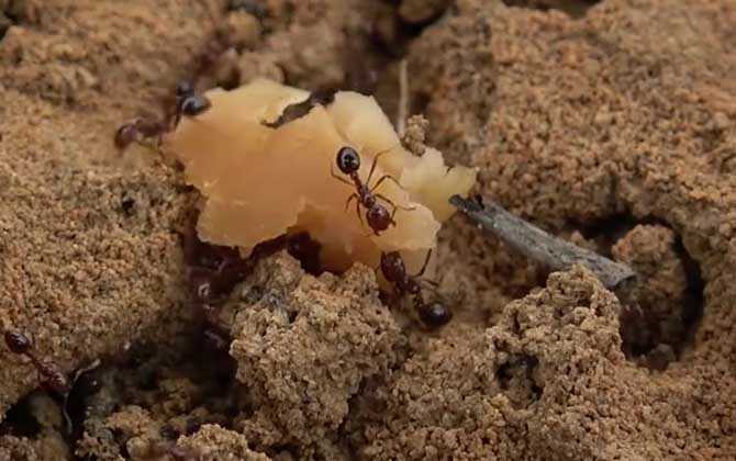 蚂蚁的生活环境及特点