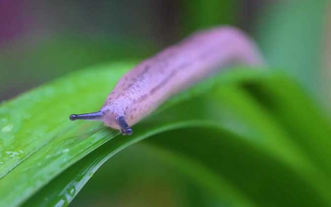 蛞蝓可以用手抓吗？ 第3张