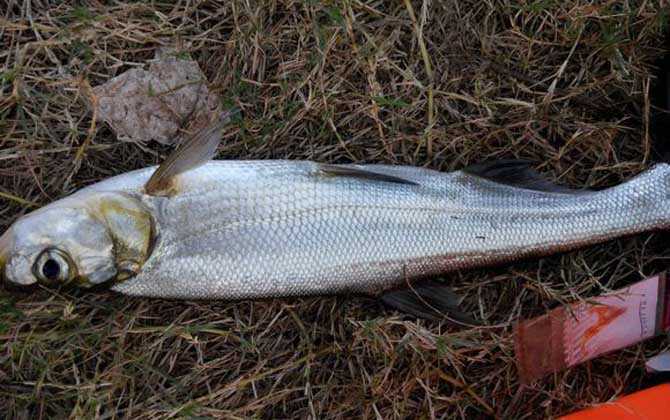 钓翘嘴鱼的最佳时间 第1张