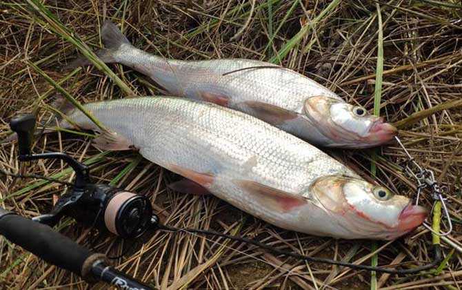 钓翘嘴鱼的最佳时间 第2张