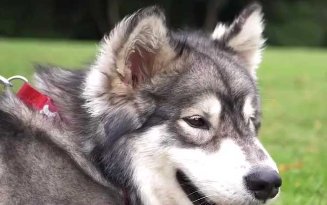 阿拉斯加犬的性格及饲养方法 第3张