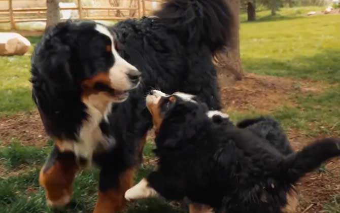 伯恩山犬是什么犬种？ 第5张