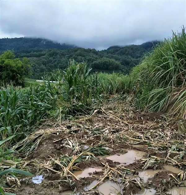 非洲要送英国、德国3万头大象 不能不要！尝尝和大象生活的滋味吧 第6张