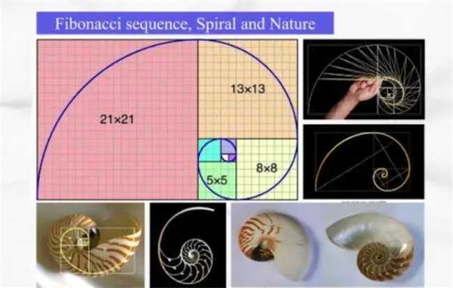 大自然的隐秘技能：神奇的Fibonacci数列（收敛于黄金分割数）(大自然的秘密?) 第2张