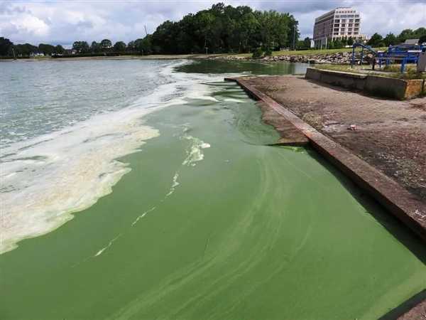 旋转再旋转 最后死亡！美国多种生物陷入死亡漩涡 第6张