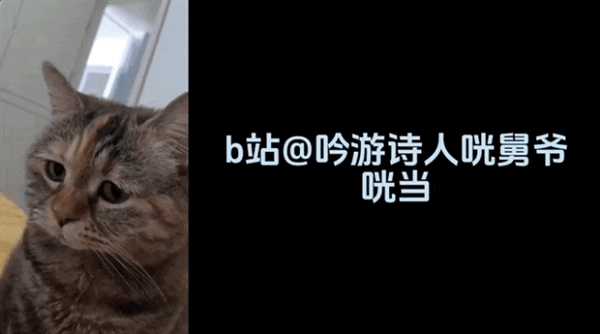 这届年轻人 正在用小猫演绎自己的精神状态 第9张