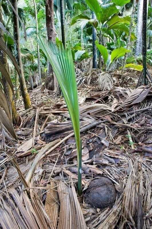 世界上最大的植物种子：重达17公斤！酷似人的屁股 第6张