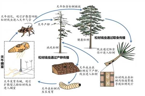 为什么死松树不能当柴火烧 中国9亿亩松树正遭受前所未有的危机 第8张