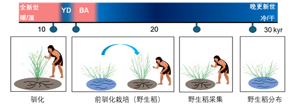 已有10万年！中国才是世界水稻的起源地 第2张