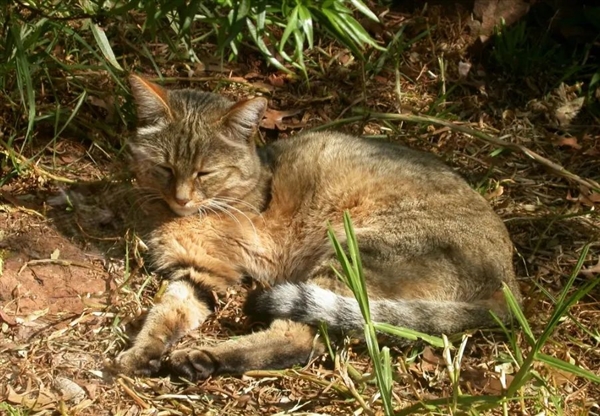 在那么多的猫科动物中 为啥祖先只驯化了一种猫 第2张