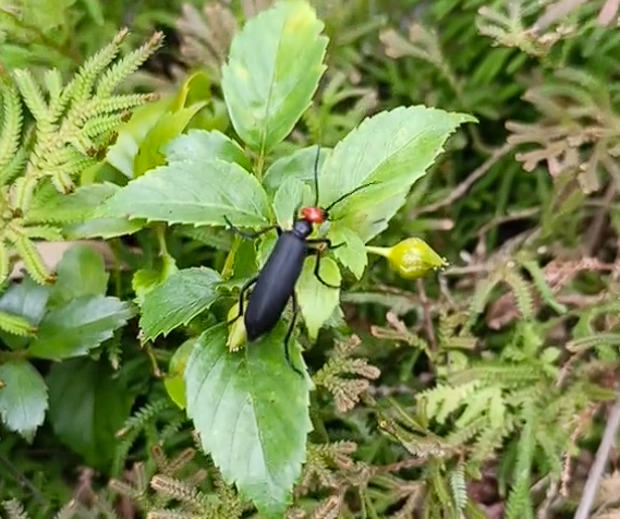 是益虫也是害虫 湖南局部出现大量“鸡公虫”：皮肤接触就长水泡 第1张