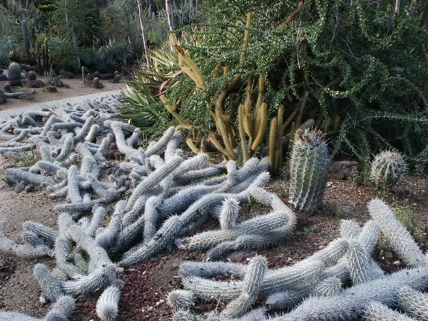 墨西哥一仙人掌能在沙漠里阴暗爬行！为了存活杀死过去的自己