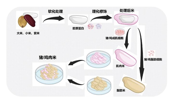 米里含肉！我国鸡肉米、猪肉米研发成功 第3张