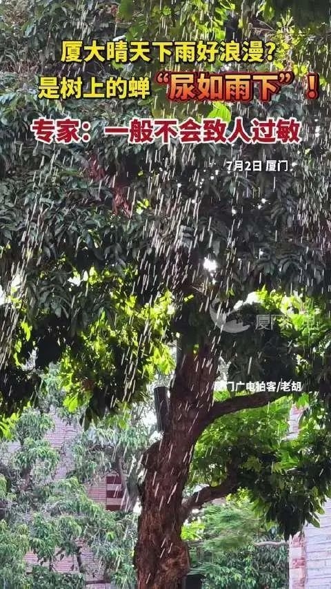 厦大群蝉集体撒尿如下雨：可能是甜的、但不建议品尝