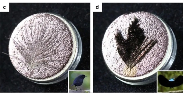 世界上最黑的鸟：羽毛能吸收99.95%的光 第6张