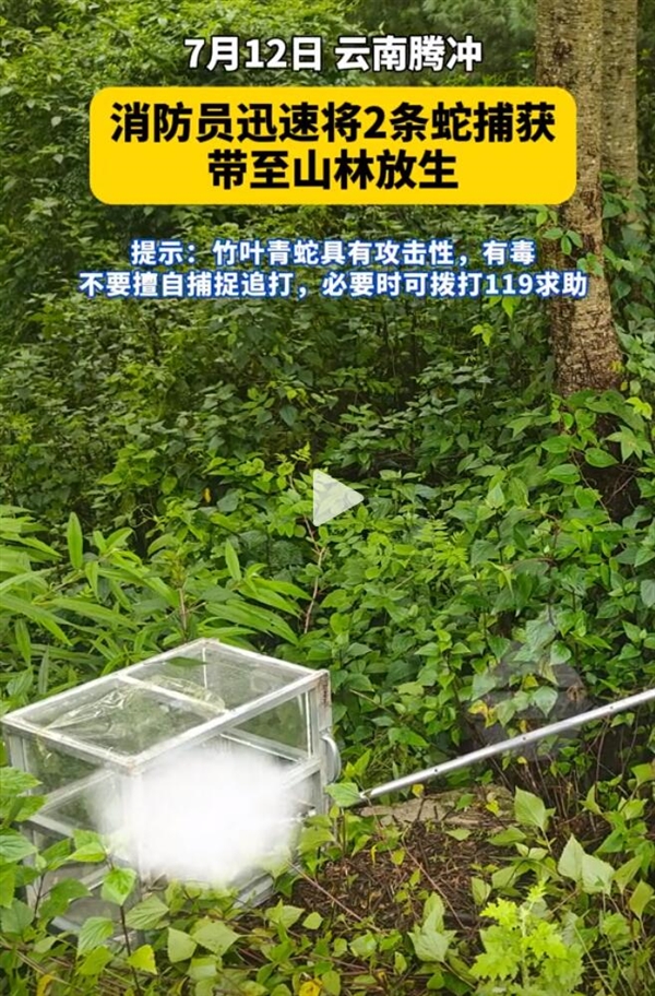 两条剧毒竹叶青蛇盘踞寺院内：最终被放归山林 第2张