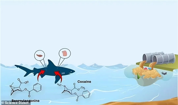 巴西发现鲨鱼可卡因严重超标 超标百倍 会因太兴奋而失控吗？ 第4张