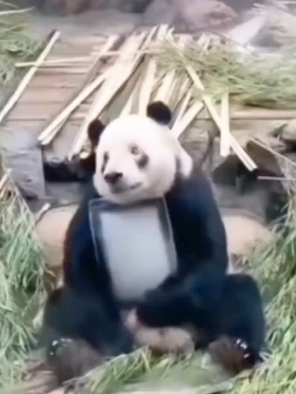 没有动物能在夏天拒绝冰块的诱惑：但整活儿还得大熊猫！