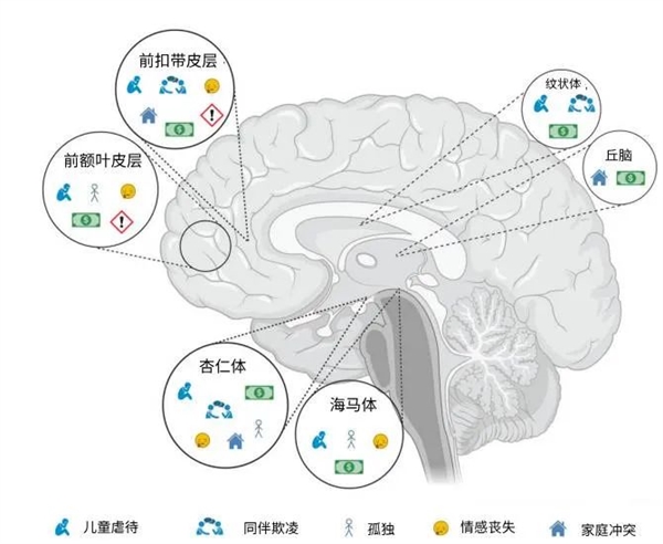 最新研究颠覆认知：多吃苦 对大脑有害！ 第2张