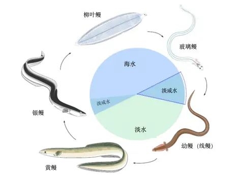 它被称为“水中软黄金” 现在中国产量全球第一！ 第2张