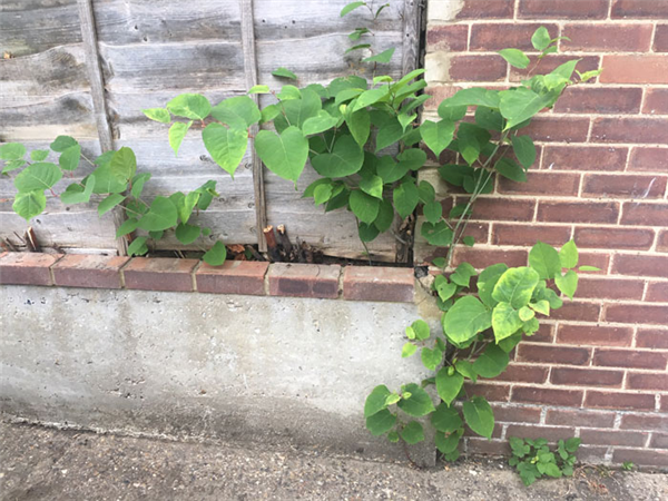 一种日本植物入侵美国本土后 当地房价暴跌 在中国却是一道美味 第2张