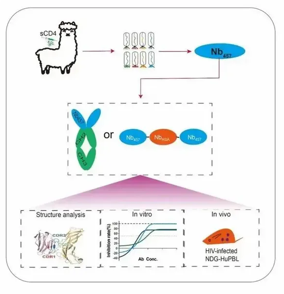 重大突破！我国发现能强效抑制艾滋病病毒的纳米抗体 第2张