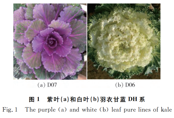 胡萝卜素是西兰花的29倍！这种蔬菜抗氧化、促排便、控血压 第2张