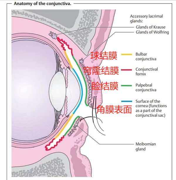 灰尘、睫毛……进到眼睛里的异物 最后都去哪儿了啊