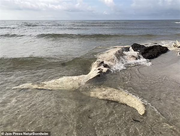 海滩惊现1.5米奇怪生物：以为是海蛇、实际是座头鲸的丁丁 第3张