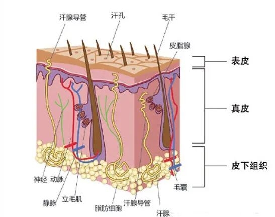 洗完头后自然风干好还是吹干好 第2张