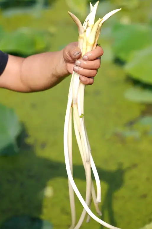 新疆的海鲜、甘肃的虾 农业大摸底太精彩了 第14张