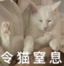 猫主子的运动方程 首次被物理学家破解！ 第17张