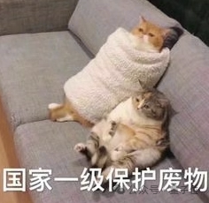 猫猫的运动方程：首次被物理学家破解了！ 第6张