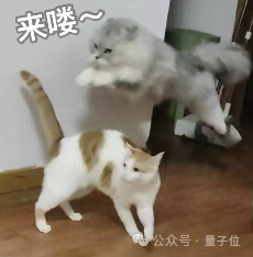 猫猫的运动方程：首次被物理学家破解了！ 第24张