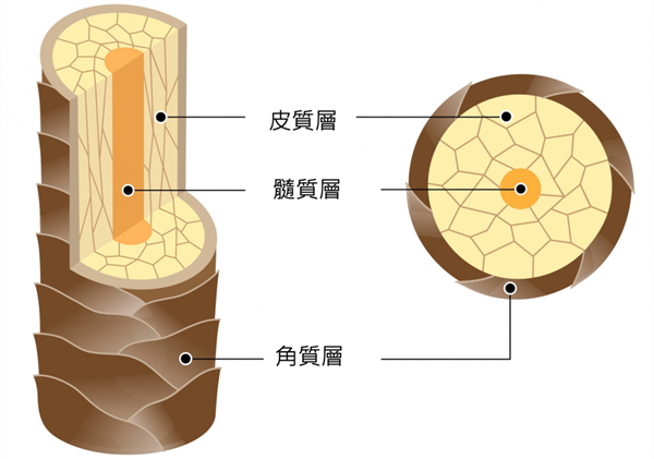 幽灵巨狮吃掉35名工人 126年后人们从它的牙缝毛发中发现一份惊人食谱 第3张