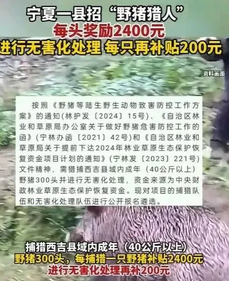 濒危保护到横行霸道 野猪怎么突然多起来了 第15张