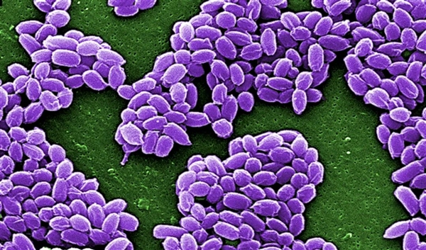 科学家复活了3万年前的种子 开花后才发现大不同 第10张