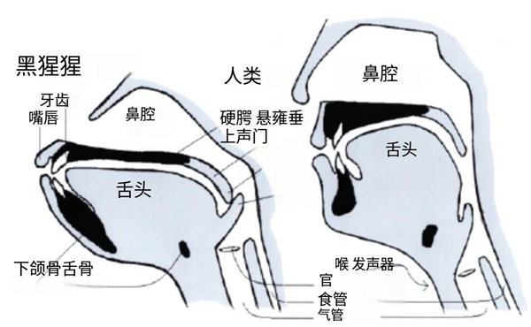 诡异的人类缺陷：吃饭时发出声音 竟会杀死自己 第3张