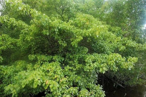 不能摸也不能烧！这棵树全株有毒太魔性 树下躲雨也会中毒 第2张